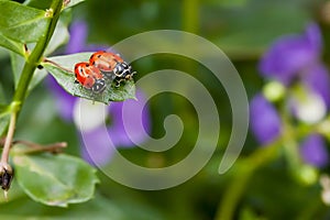 Two Ladybugs on Leaf photo
