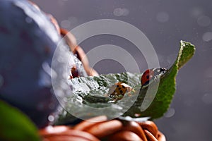 Two ladybugs on the leaf of tree