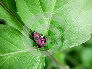 Two ladybugs in love