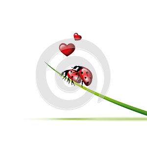 Two ladybugs make love on a blade of grass