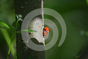 Two ladybugs making love on a green background