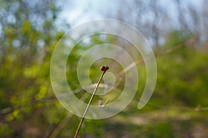 Two ladybugs mating on branch on green blurry background, bugs reproduction, coccinellidae pair