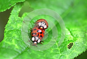 Two ladybugs are mating on green leaf