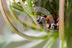 Two Ladybugs Mating within a Flower