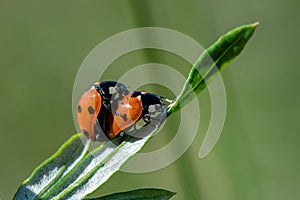 Two ladybugs mating on a green leaf in bright sunshine