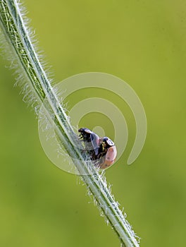 Two ladybugs are mating, macro shot, blurred background