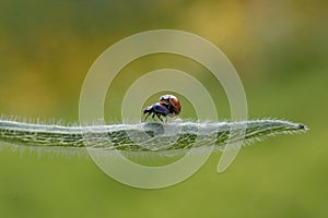 Two ladybugs are mating, macro shot, blurred background