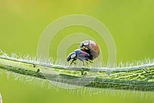 Two ladybugs are mating, macro shot, blurred background