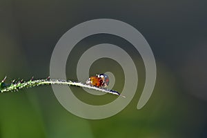 Two ladybugs mating in nature with copy space