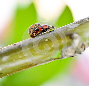 Two ladybugs mating on a walnut twig