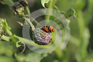 two ladybugs measure reproduction on a green plant