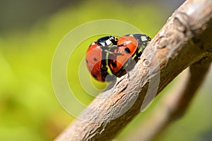 Two ladybugs met on a branch in the spring