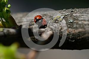 Two ladybugs met on a branch in the spring