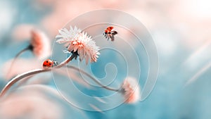 Two ladybugs on a orange spring flower. Flight of an insect. Artistic macro image. Concept spring summer. photo