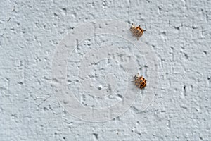 Two ladybugs on a painted brick wall