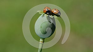 Two ladybugs perching on poppy seed head