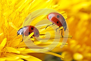 Two ladybugs on the petals of a dandelion