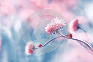 Two ladybugs on a pink spring flower against blue background. Artistic macro image. Concept spring summer.