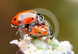 Two ladybugs on plant closeup