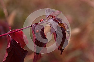 Two ladybugs on red autumn leaves on blurry background