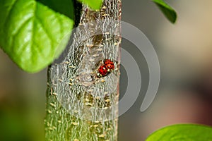two ladybugs sit on top of one another on a plum tree