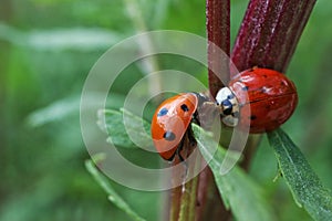 Two ladybugs sitting on a branch