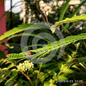 Two ladybugs on small little leaves