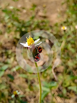 Two ladybugs under the petals