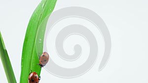 Two ladybugs walking down on the green grass