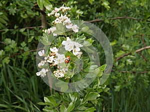 Two ladybugs on a white blossom in spring