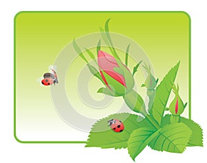 Two ladybugs on the wild rose