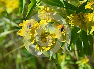 Two Ladybugs on Yellow Flower