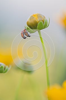 Two ladybugs on a yellow flower