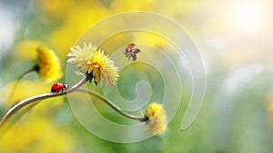 Two ladybugs on a yellow spring flower. Flight of an insect. Artistic macro image. Concept spring summer