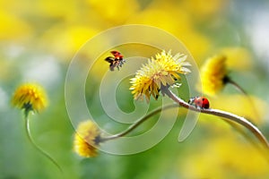 Two ladybugs on a yellow spring flower. Flight of an insect. Artistic macro image. Concept spring summer