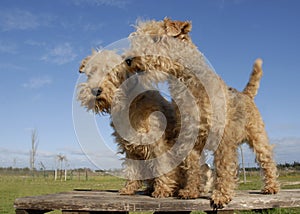 Two lakeland terrier