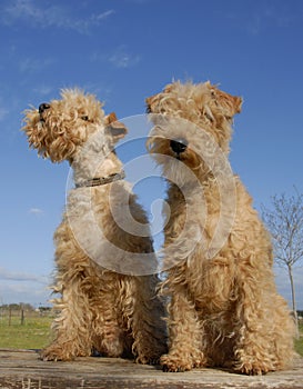 Two lakeland terriers
