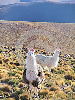 Two lamas on the Altiplano photo