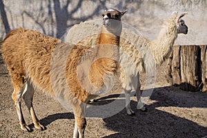 Two lamas. Beautiful animals in the city park on a sunny day