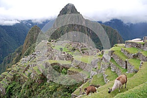 Two lamas in the ruins of Machu Picchu