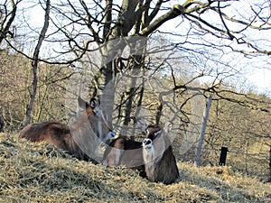 Two lamas in a sitting down position under wood.