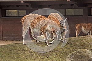 Two lamas at zoo in Berlin