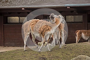 Two lamas at zoo in Berlin