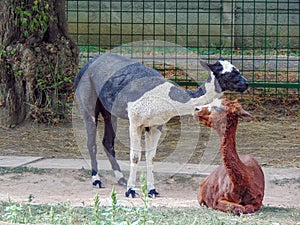 Two lamas at zoo Oradea, Romania