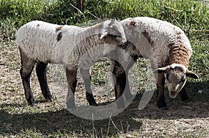 Two lamb on the land photo