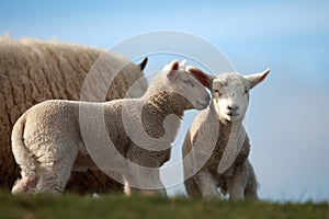 Two lamb are talking about it