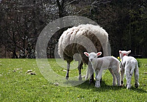 Two Lambs