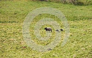 Two lambs behind mother sheep in German meadow