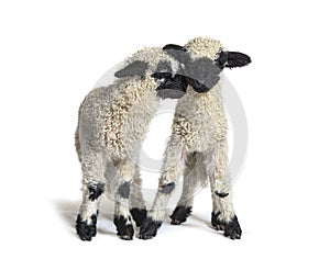 Two lambs cuddling, isolated