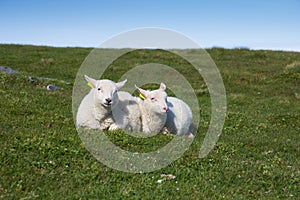 Two lambs